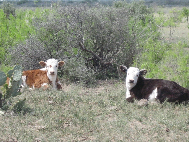 2-cute-laying-calves-resized.jpg