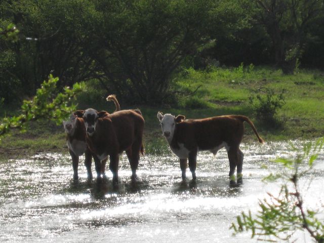 calves-in-water.jpg