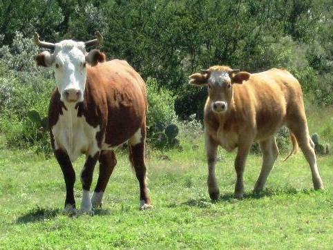 cow-and-calf-08.09.20-copy.jpg