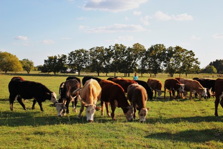 our-cattle-drive-copy.jpg